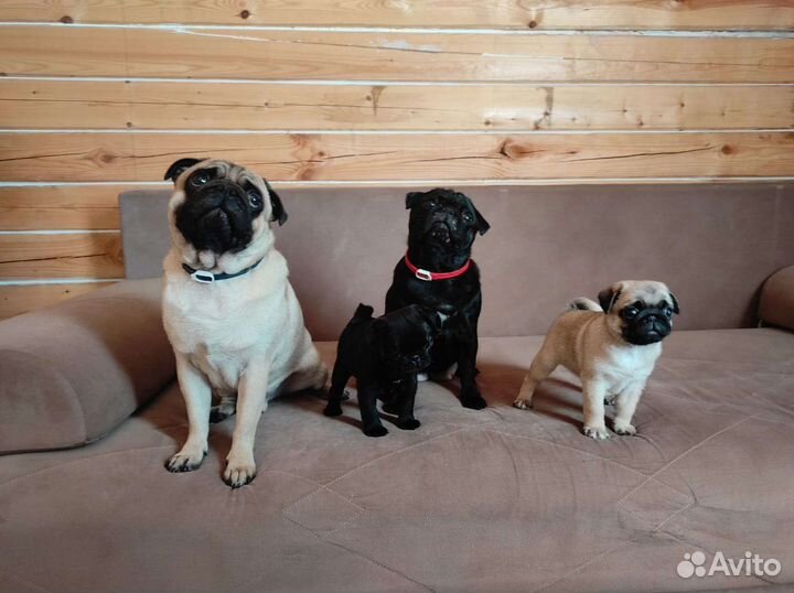 Щенок мопса