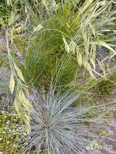 Замиокулькас,овсяница сизая,декор.травк,мак,аконит