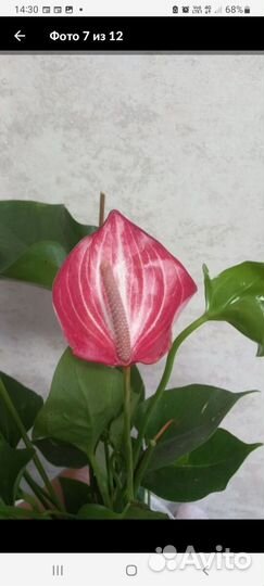 Антуриум фреш лав и ливиум