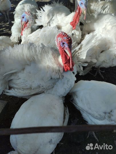 Домашние мясо утки, индейки