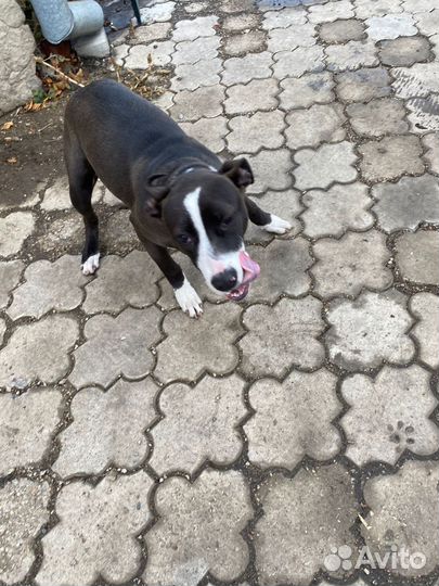 Стаффордширский терьер