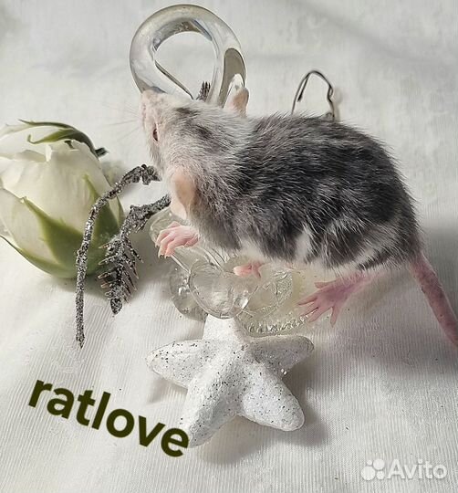 Крысята дамбо редкие девчонки от ratlove