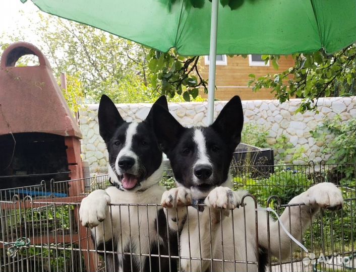 Щенки метисы якутской лайки ищут дом Бесплатно