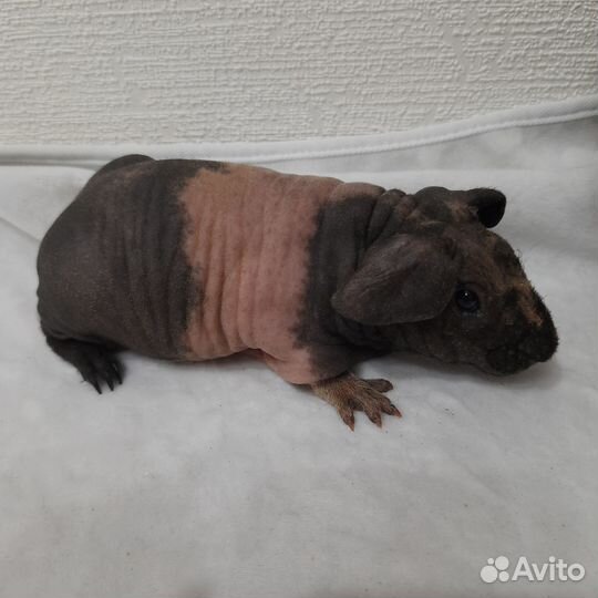 Морская свинка скинни