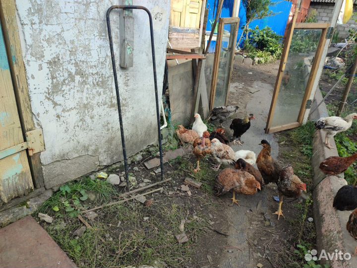 Куры молодки