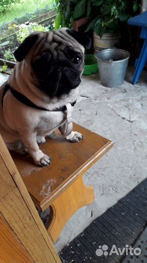 Вязка мопса - кобель