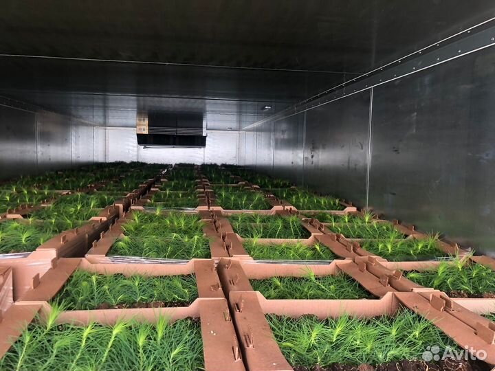 Саженцы сосны зкс