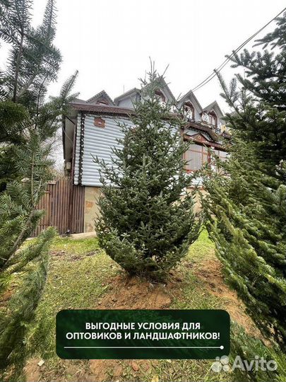 Пихта Корейская, крупномер