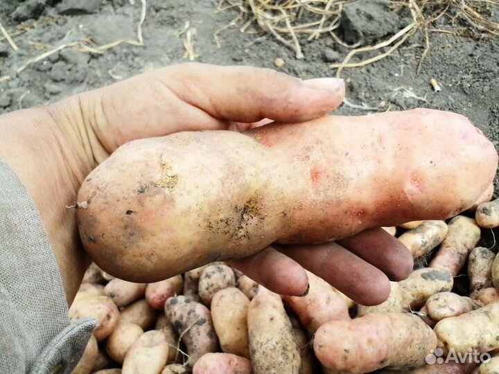 Картофель семенной сорт Американка, Сынок, Шарвари купить в Днестровске
