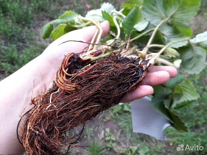 Рассада клубники окс