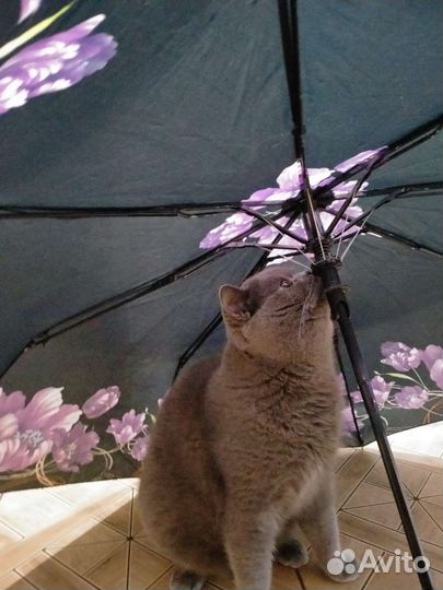 Британская