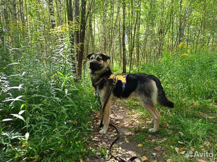 Очень хороший пёсик нуждается в доме