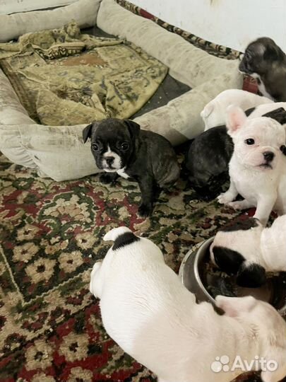 Щенки франзуского бульдога