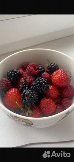 Саженцы ежевики бесшиповной