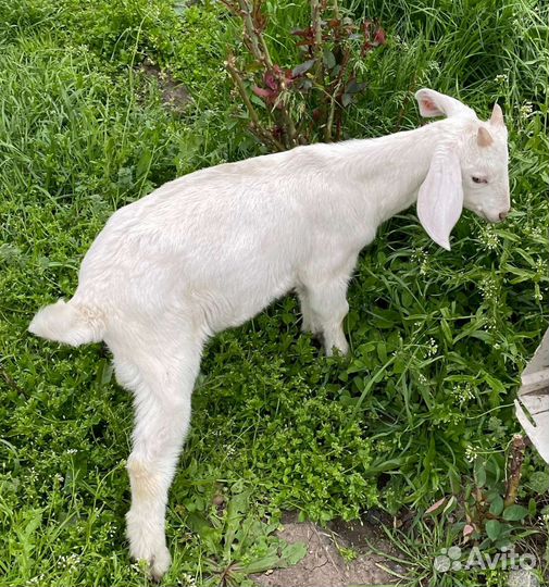 Нубийские козы козлята