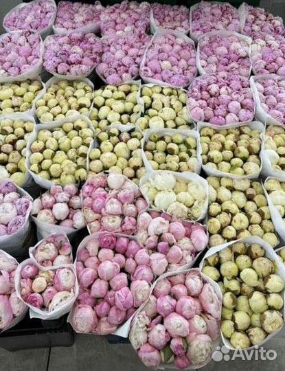 Пионы с доставкой цветы букеты