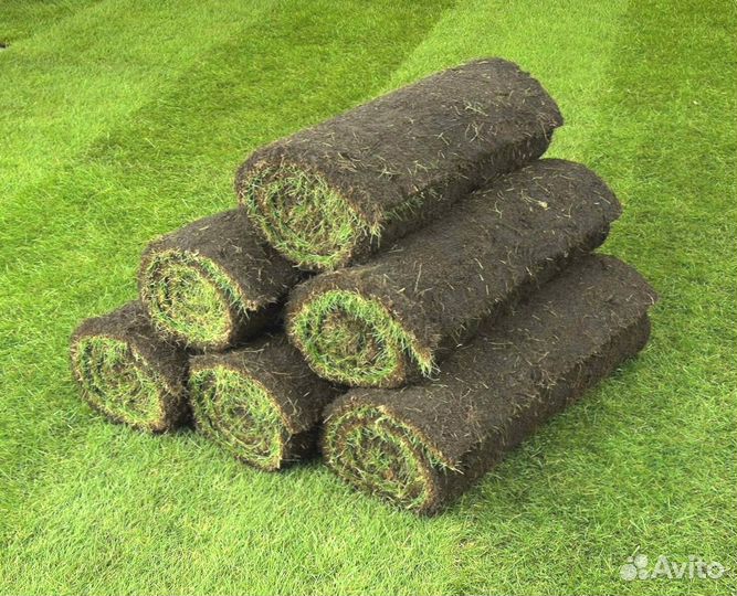 Газон рулонный с укладкой