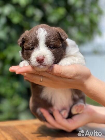 Бордер колли. Девочка для семьи