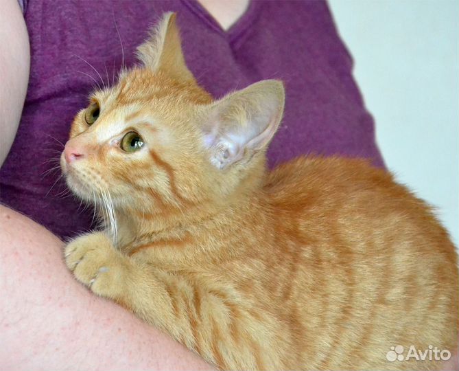 Рыжий котенок пухляшик ищет дом в дар