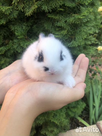 Кролик декоративный мини