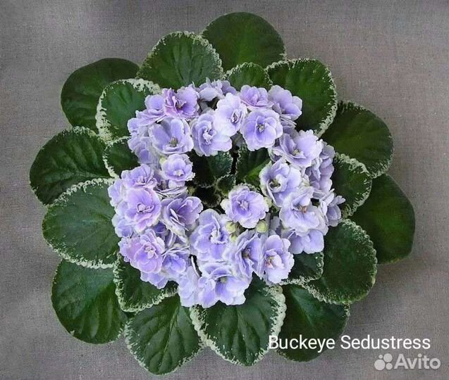 Фиалки пестролистные сортовые