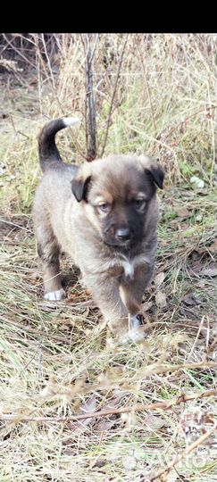 Щеночек Рой в добрый дом