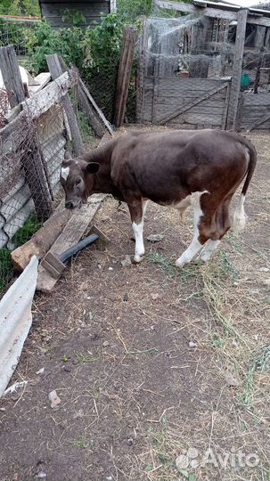 Коровы и телята