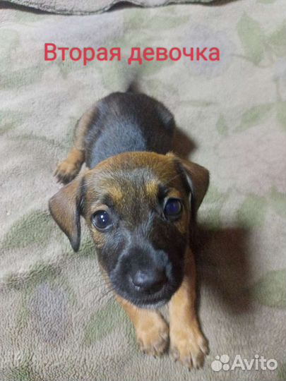 Щенки ищут новых хозяев