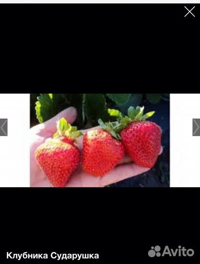 Рассада клубники