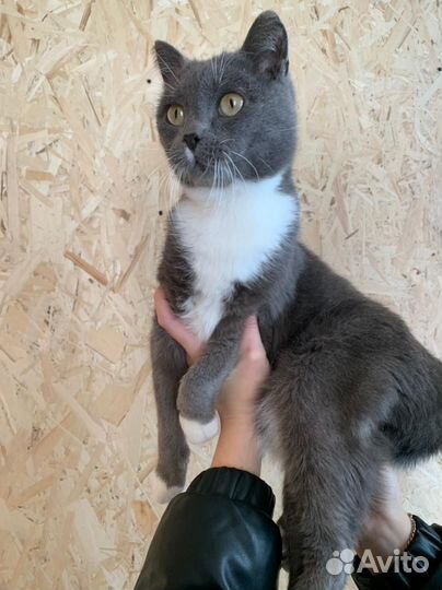 Кот в добрые руки
