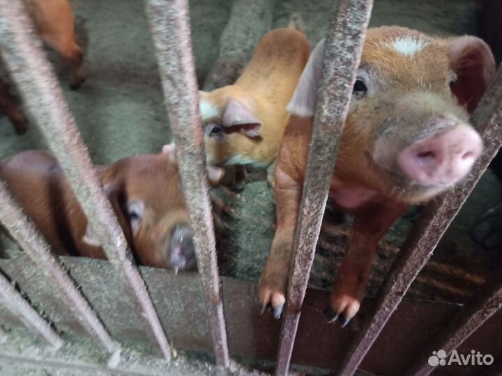 Поросята дюрок