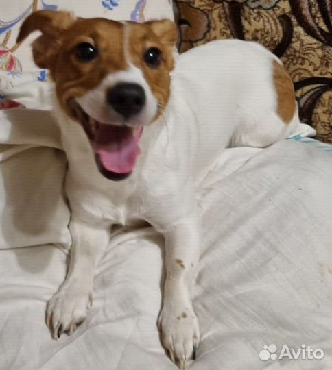 Джек Рассел терьер