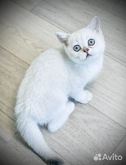 Шотландские прямоухие котята