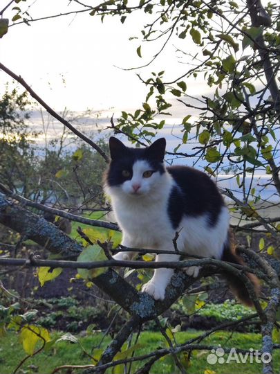 Европейская