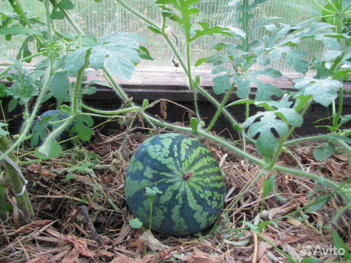 Предзаказ на рассаду бахчевых культур