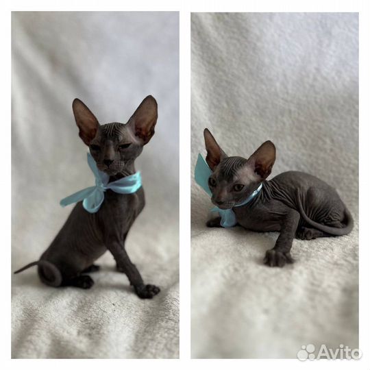 Донской сфинкс котята