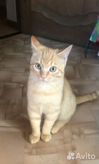 Рыжий котёнок мальчик в добрые руки