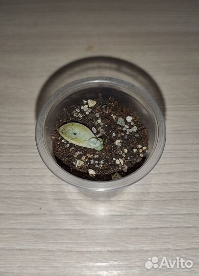 Суккуленты