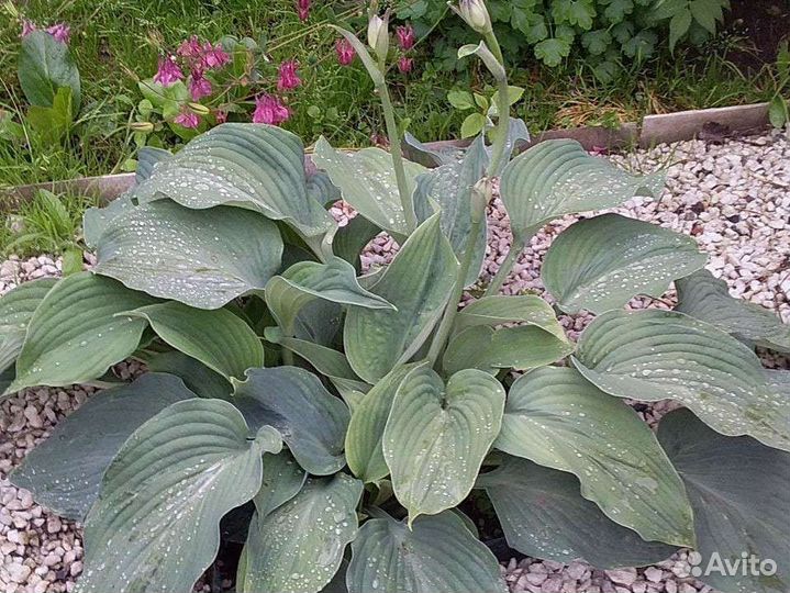 Многолетние растения