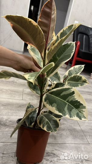 Фикус эластика тинеке белис цветы комнатные