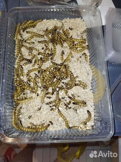 Зофобас, зофобусы, Зоофобасы, зоофобусы, черви