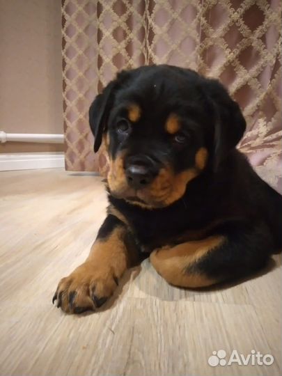 Ротвейлер