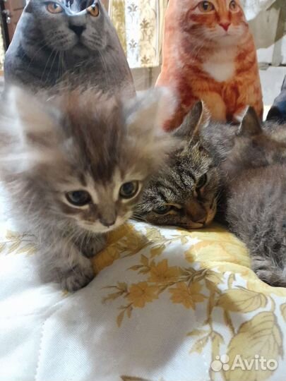 Кошка с котятами