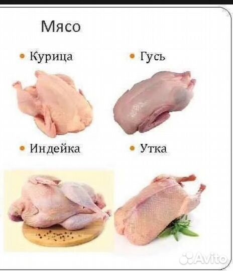 Гуси, утки, индюк, мясо птицы