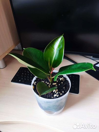 Фикус каучуконосный, Альбамаргината