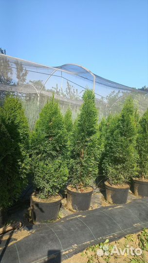 Туя смарагд