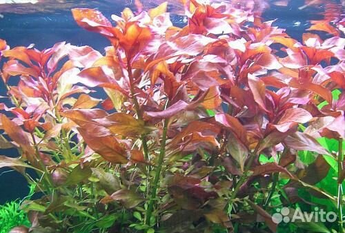 Людвигия Рубин