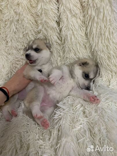 Щенки сибирской Хаски