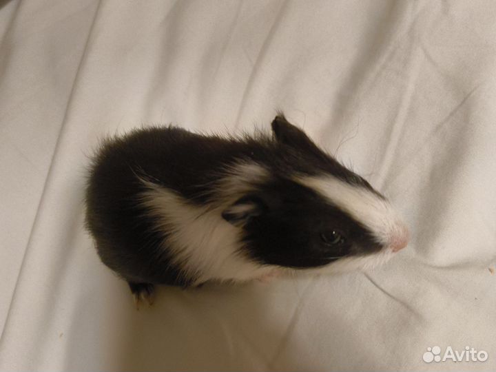 Морская свинка