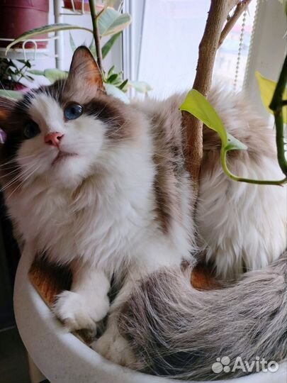 Рэгдолл девочка